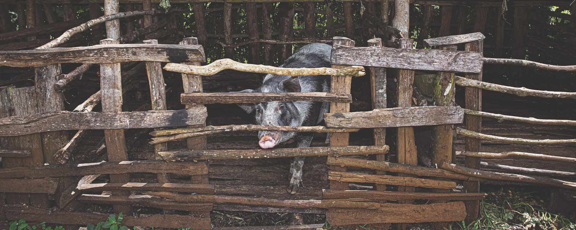 <span>StopIM</span> African Swine Fever